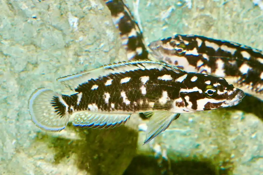Schwarzweißer Schlankcichlide (Julidochromis transcriptus) Rabatt